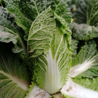 JS 4042 F1 (калибр.) семена капусты пекинской (Joeun Seeds)
