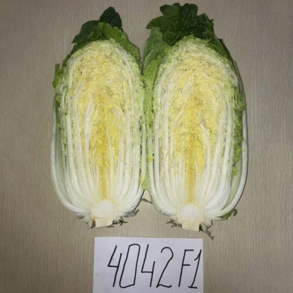 JS 4042 F1 (калібр.) насіння капусти пекінської (Joeun Seeds)
