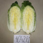 JS 4042 F1 (калібр.) насіння капусти пекінської (Joeun Seeds)