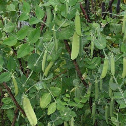 Карубы семян гороха (Satimex)