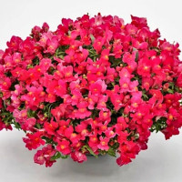 Кэнди F1 розовый (pink) семена антирринума (Sakata)