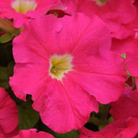 Дримс F1 розовая (pink) семена петунии грандифлора (Pan American)