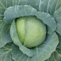 Хонка F1 насіння капусти білоголової (Kitano Seeds)