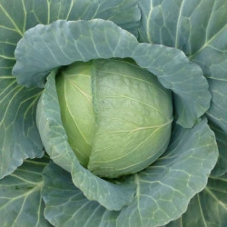 Хонка F1 насіння капусти білоголової (Kitano Seeds)