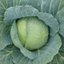 Хонка F1 насіння капусти білоголової (Kitano Seeds)