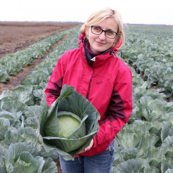 Хонка F1 насіння капусти білоголової (Kitano Seeds)