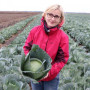 Хонка F1 насіння капусти білоголової (Kitano Seeds)
