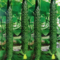 Китайський змій насіння огірка бджолозапильного раннього (Hortus)