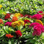 Кораловий сад суміш (mix) насіння целозії гребенчатої (Hem Zaden)