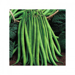 Королева Некар насіння квасолі спаржевої (GL Seeds)