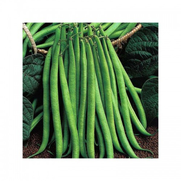 Королева Некар насіння квасолі спаржевої (GL Seeds)