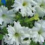 Крайковий завій F1 біла (white) насіння петунії махрової (Cerny)