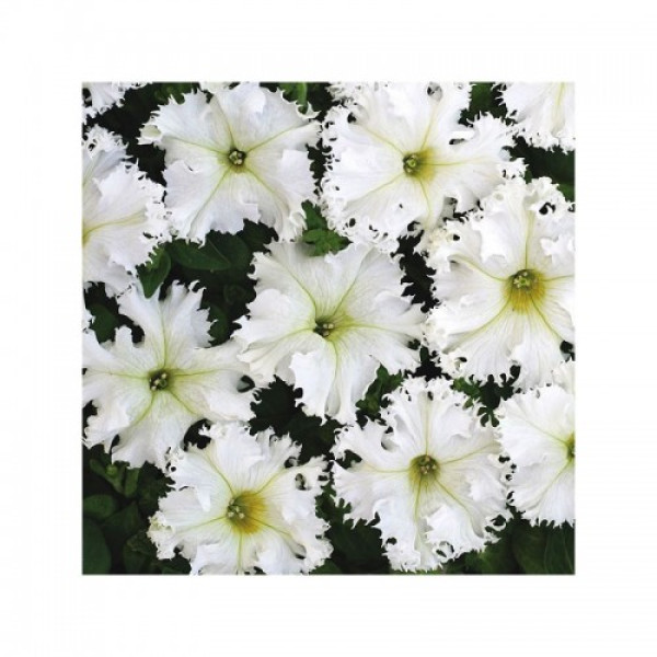 Крайковий завій F1 біла (white) насіння петунії махрової (Cerny)