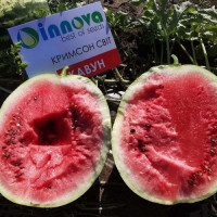 Крымсон Мир семян арбуза среднего (Innova Seeds)