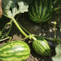 Крымсон Мир семян арбуза среднего (Innova Seeds)