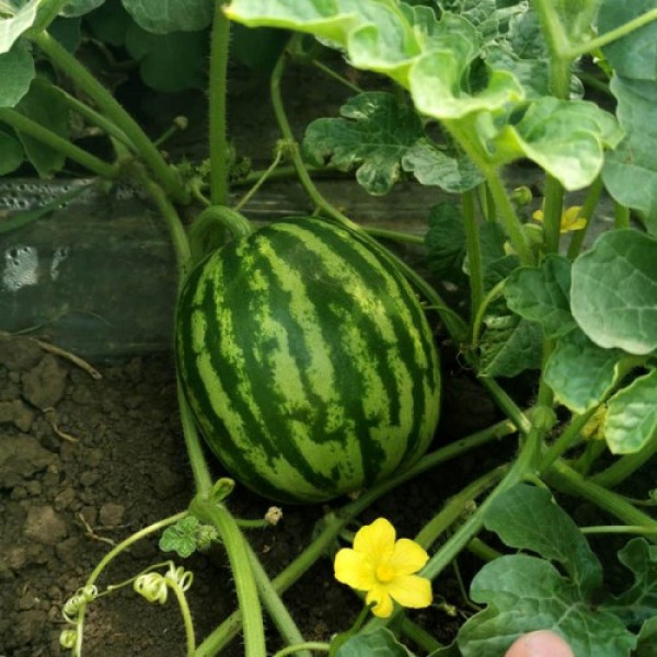 Крымсон Мир семян арбуза среднего (Innova Seeds)