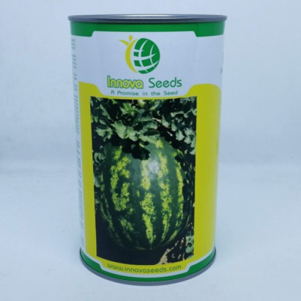 Крымсон Мир семян арбуза среднего (Innova Seeds)