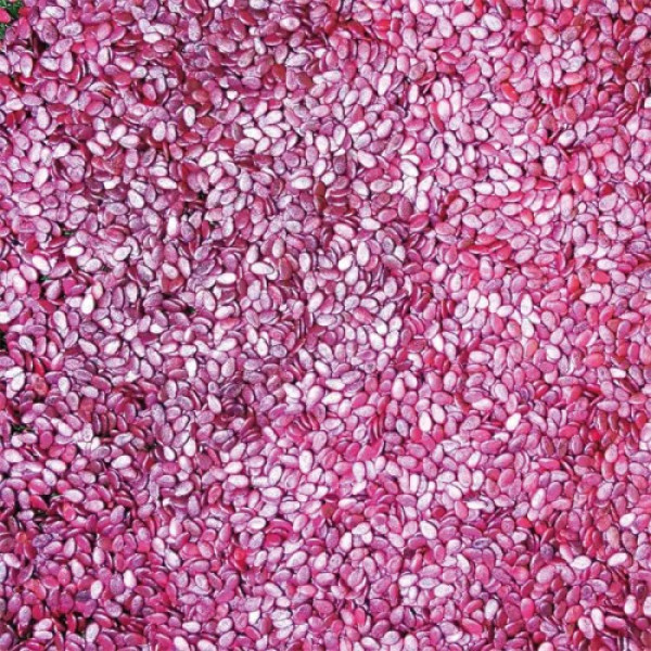 Крымсон Мир семян арбуза среднего (Innova Seeds)