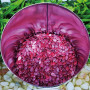 Крымсон Мир семян арбуза среднего (Innova Seeds)