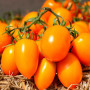 Бенігара F1 (КС 1430 F1) насіння помідора індетермінантного (Kitano Seeds)
