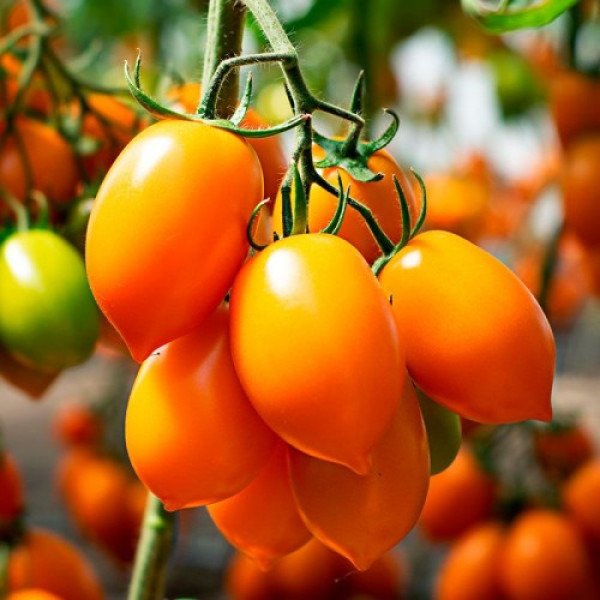 Бенігара F1 (КС 1430 F1) насіння помідора індетермінантного (Kitano Seeds)
