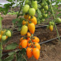Бенігара F1 (КС 1430 F1) насіння помідора індетермінантного (Kitano Seeds)