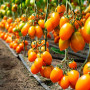 Бенігара F1 (КС 1430 F1) насіння помідора індетермінантного (Kitano Seeds)