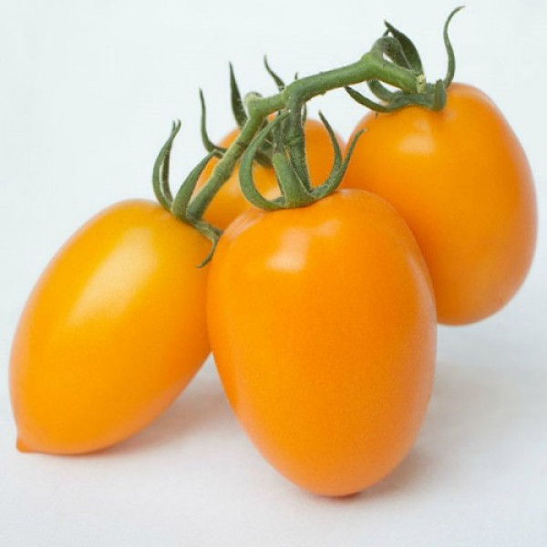 Бенігара F1 (КС 1430 F1) насіння помідора індетермінантного (Kitano Seeds)