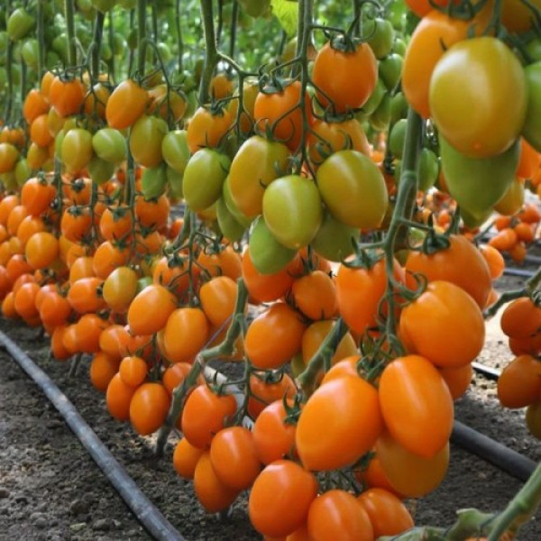 Бенігара F1 (КС 1430 F1) насіння помідора індетермінантного (Kitano Seeds)