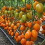Бенігара F1 (КС 1430 F1) насіння помідора індетермінантного (Kitano Seeds)