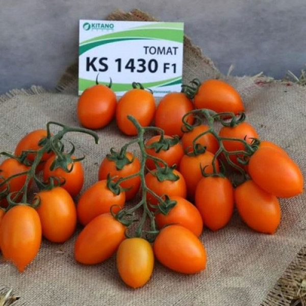 Бенігара F1 (КС 1430 F1) насіння помідора індетермінантного (Kitano Seeds)