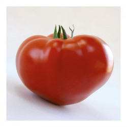 КС 204 F1 (KS 204 F1) насіння томату індетермінантного (Kitano Seeds)