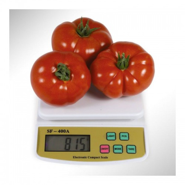 КС 204 F1 (KS 204 F1) насіння томату індетермінантного (Kitano Seeds)