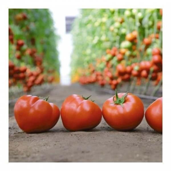 КС 204 F1 (KS 204 F1) насіння томату індетермінантного (Kitano Seeds)