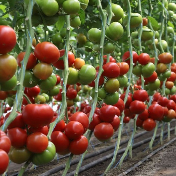 КС 204 F1 (KS 204 F1) насіння томату індетермінантного (Kitano Seeds)
