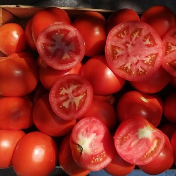 КС 204 F1 (KS 204 F1) насіння томату індетермінантного (Kitano Seeds)