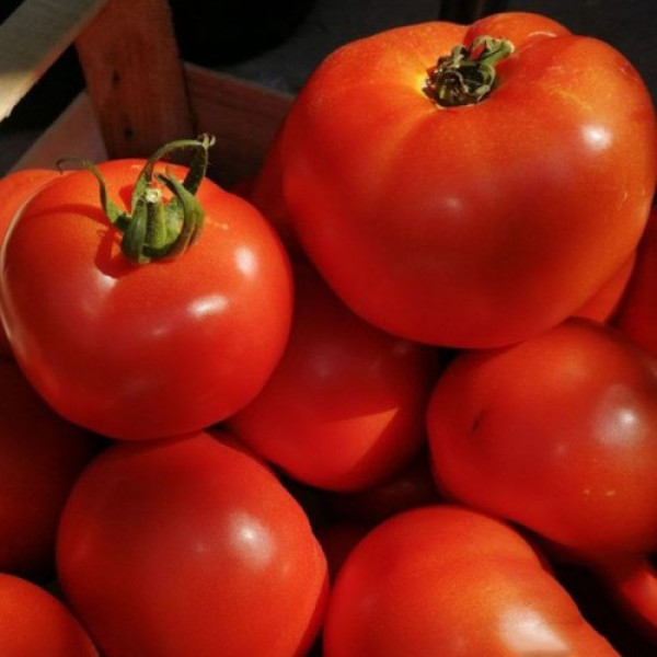 КС 204 F1 (KS 204 F1) насіння томату індетермінантного (Kitano Seeds)