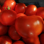 КС 204 F1 (KS 204 F1) насіння томату індетермінантного (Kitano Seeds)