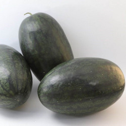 КС 250 F1 (KS 250 F1) семена оранжевого арбуза (Kitano Seeds)