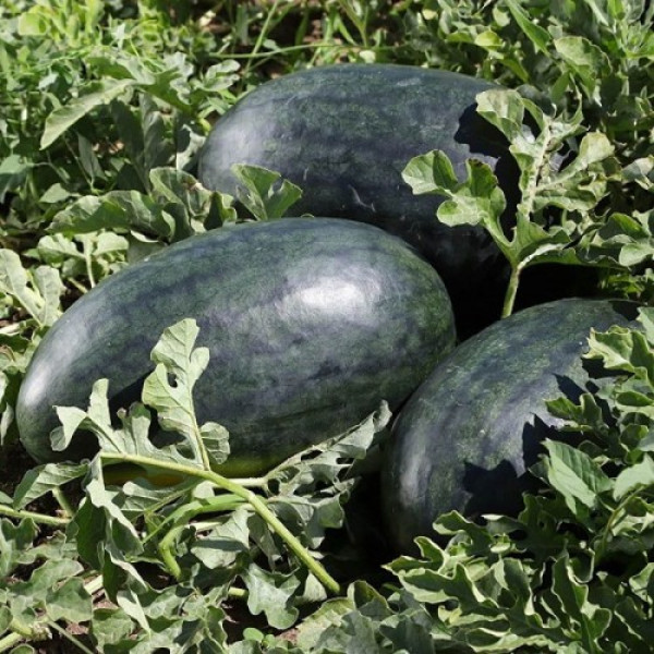 КС 250 F1 (KS 250 F1) семена оранжевого арбуза (Kitano Seeds)