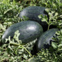КС 250 F1 (KS 250 F1) семена оранжевого арбуза (Kitano Seeds)
