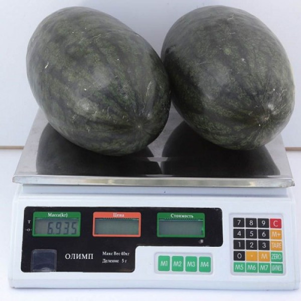 КС 250 F1 (KS 250 F1) семена оранжевого арбуза (Kitano Seeds)
