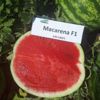 Макарена F1 (CRX 10507) насіння кавуна тип кр.св. раннього 60 дн. 9-12 кг окр. (Cora Seeds)