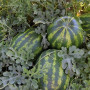 Маракеш F1 семян арбуза позднего (Ergon seeds)