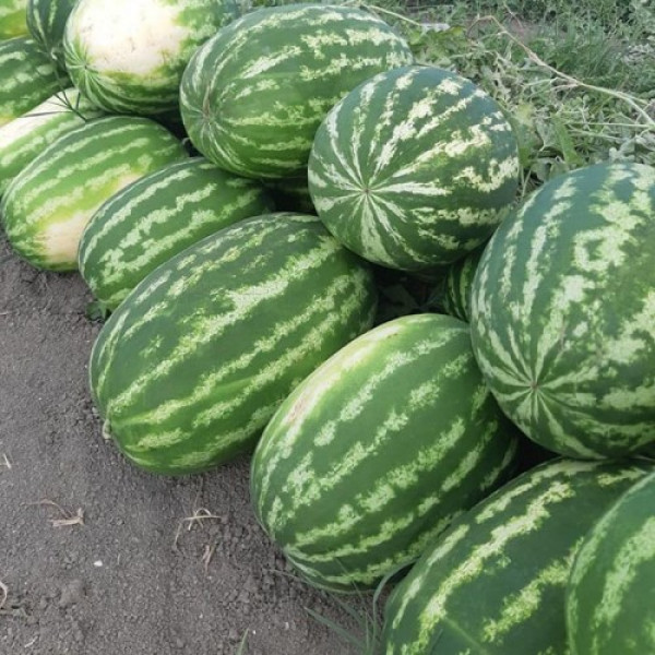 Маракеш F1 семян арбуза позднего (Ergon seeds)