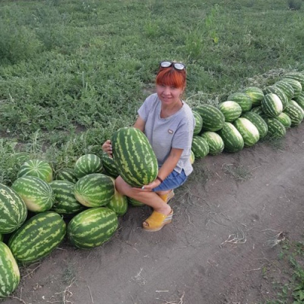 Маракеш F1 семян арбуза позднего (Ergon seeds)