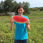 Маракеш F1 семян арбуза позднего (Ergon seeds)
