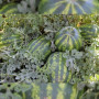 Маракеш F1 семян арбуза позднего (Ergon seeds)