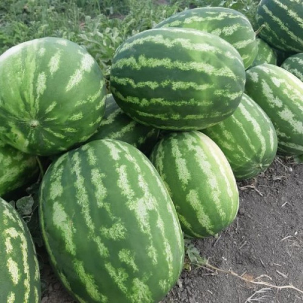 Маракеш F1 семян арбуза позднего (Ergon seeds)