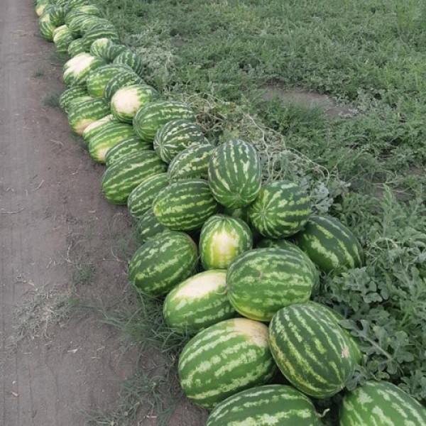 Маракеш F1 семян арбуза позднего (Ergon seeds)